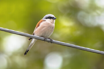 Canvas Print - Red Backed Shrike perched on wire