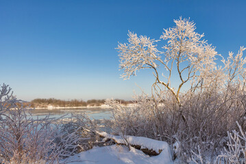 Wall Mural - winter landscape. morning frost and sun. ice drift on the river. the branches of plants are covered with white frost