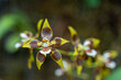 Pflanze. Ecuador. Natur. Orchidee
