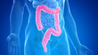 3d rendered medically accurate illustration of the male colon