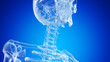 3d rendered illustration of the skeletal neck