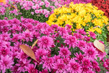 Colorful Mums Are Very Popular In The Fall