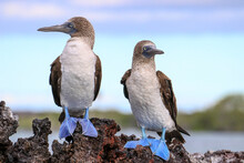 Two Blue-footed Boobies Standing On A Rocky Outcrop At Elizabeth Bay Off The Coast Of  Isabela Island In The Galapagos Islands.