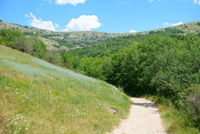 Mountain Trail Among Dense Vegetation On A Sunny Summer Day