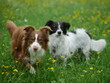 © bildkistl - Ein Mini Aussie und ein Mischling (Border Collie mix)