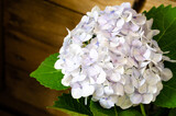 Fototapeta Kuchnia - kwiat hortensji na tle drewnianych desek