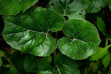 Close Up Shot Of Green Leaves