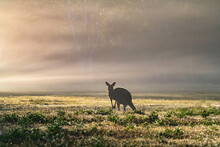 Horizontal Shot Of A Kangaroo In A Grassland