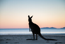 Silhouette Shot Of A Wallaby On A Beach During Sunset/sunrise