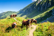 Cows In A Mountain Field. The Grand-Bornand, France