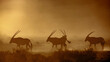 © PACO COMO - South African Oryx walking in dusty twilight in Kgalagadi transfrontier park, South Africa; specie Oryx gazella family of Bovidae