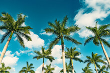 Rows Of Beautiful Palm Trees On Blue Sky. Tropical Trees Against Blue Sky. Boca Raton Florida, USA.