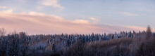 Beautiful Winter Landscapes. Snow-covered Forest Against The Sky, At Sunset. Panorama.