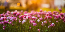 Field Of Flowers - Tulips