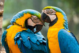 Fototapeta Na sufit - Two blue and yellow macaw (Ara ararauna), also known as the blue and gold macaw, Foz do Iguazu, Brazil