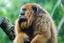 Alouatta Caraya (female Gold Howler Monkey) In Northern Argentina, Iguacu National Park