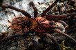 Colombian lesseblack tarantula xenesthis immanis