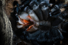 Detail Of Sharp Tarantula Fangs During Molting