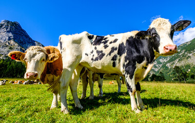 Canvas Print - cow at a meadow