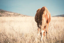 An Adult Brown Horse Grazes In A Golden Field Against A Blue Sky. Horses Eat Grass And Rest On The Hill. Beautiful Animals In The Wild. Riding Horse