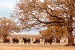Herd of livestock on ranch pasture 