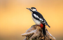 Great Spotted Woodpecker ( Dendrocopos Major )
