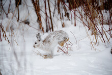 Snowshoe Hare In Snowy Forest