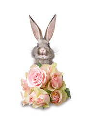 Wall Mural - Easter bunny with pink roses on white background.
