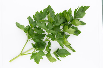 Wall Mural - Bio parsley leaf on white background.