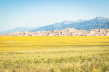 The Great Sand Dunes Across A Vast Field Of Yellow Wildflowers