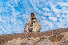 Langur Monkey Family In The Town Of Mandu, India