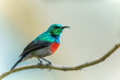 © Tomas Drahos - Red-chested Sunbird, Cinnyris erythroceria, african nectar feeding bird, glossy, metallic cyan and red colors,perched on branch, Entebbe, Lake Victoria, Uganda