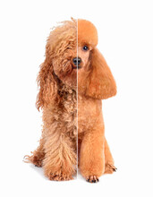 Dog Before And After Grooming