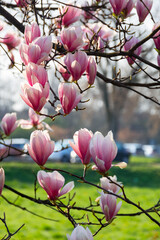 Wall Mural - magnolia tree blossoms in the garden. beautiful pink flower on the branch in bright light. nature background in spring