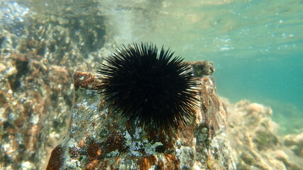 Black sea urchin (Arbacia lixula) undersea, Aegean Sea, Greece, Halkidiki