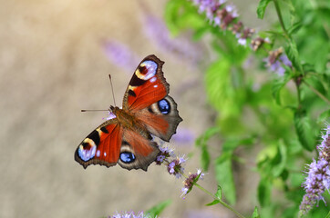 Wall Mural - Aglais io, known simply as the peacock butterfly or European peacock, is a butterfly species belonging to the family Nymphalidae.