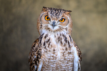 Close-up of a pharaoh eagle-owl, also known as desert eagle-owl.