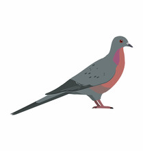 Male Passenger Pigeon Seen In Side View - Flat Vector