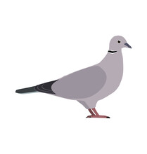 Eurasian Collared Dove Pigeon Seen In Side View - Flat Style Vector