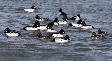 Sticker - Flock of Goldeneye (Bucephala clangula) on the river