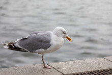 Close-up Of Seagull Perching On Boardwalk, Only One Leg