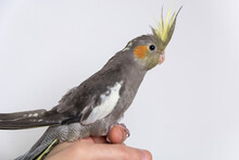 Cute Young Gray Cockatiel Parrot Stands On Man Hand Isolated On A White Background And Copy Space. Close Up, Selective Focus