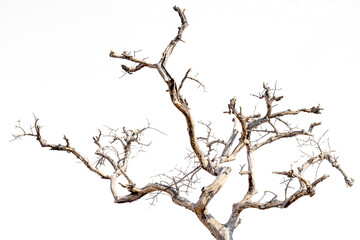 Dry branches, white background