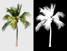 Coconut Tree Isolated With Alpha Channel Compositing And Clipping Path