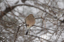 Mourning Dove Sleeping On Branch Winter Season. 