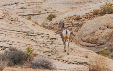 Sticker - Desert bighorn sheep in red rock mountains