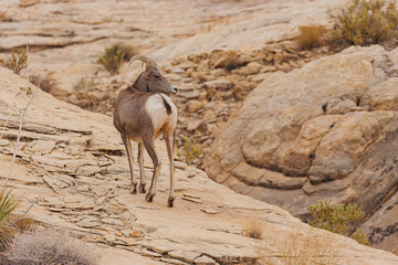 Wall Mural - Desert bighorn sheep in red rock mountains