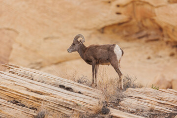 Wall Mural - Desert bighorn sheep in red rock mountains