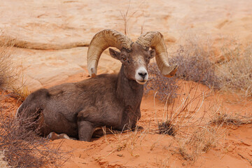 Wall Mural - Desert bighorn sheep in red rock mountains