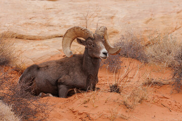 Wall Mural - Desert bighorn sheep in red rock mountains